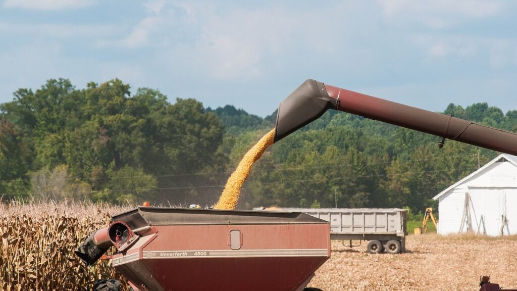 Corn being unloaded at harvest