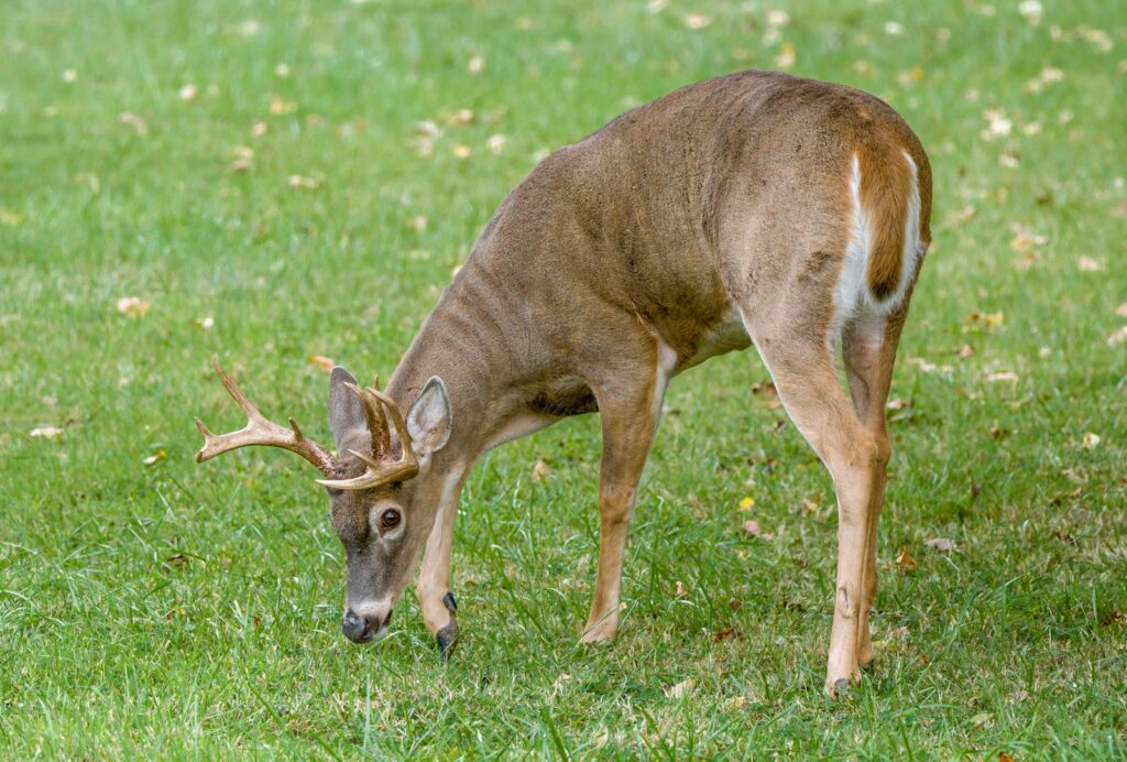 White-tailed deer grazing in a field